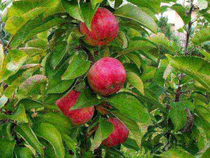 apple tree columnar planting and care in the open field