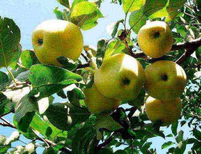 apple tree columnar planting and care in the open field