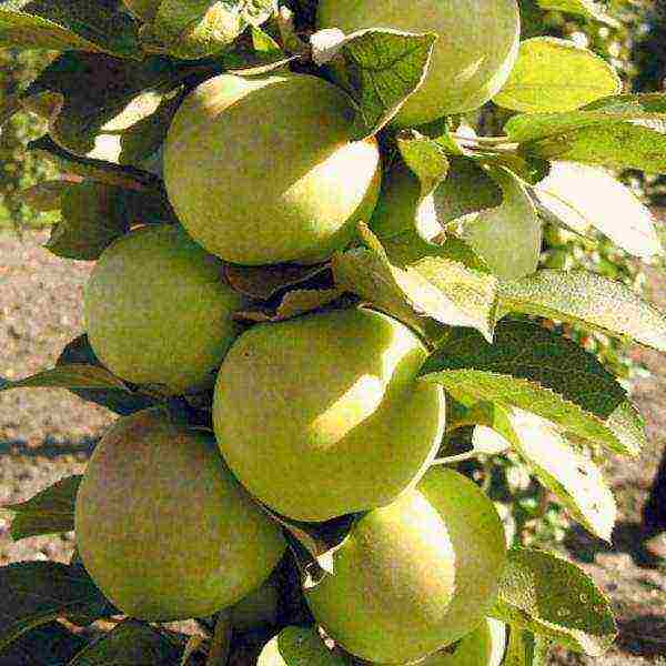 apple tree columnar planting and care in the open field