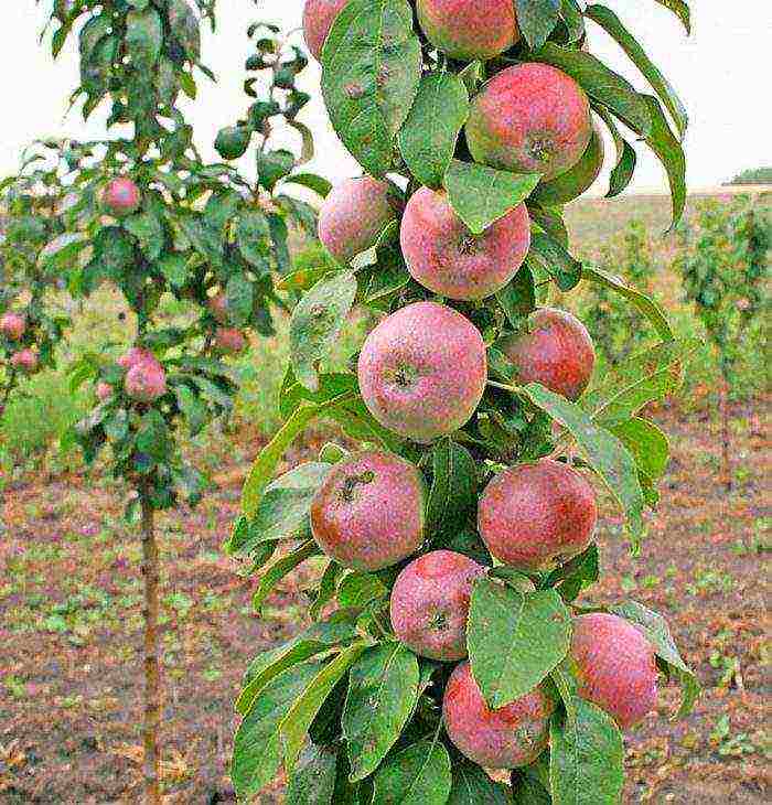 apple tree columnar planting and care in the open field