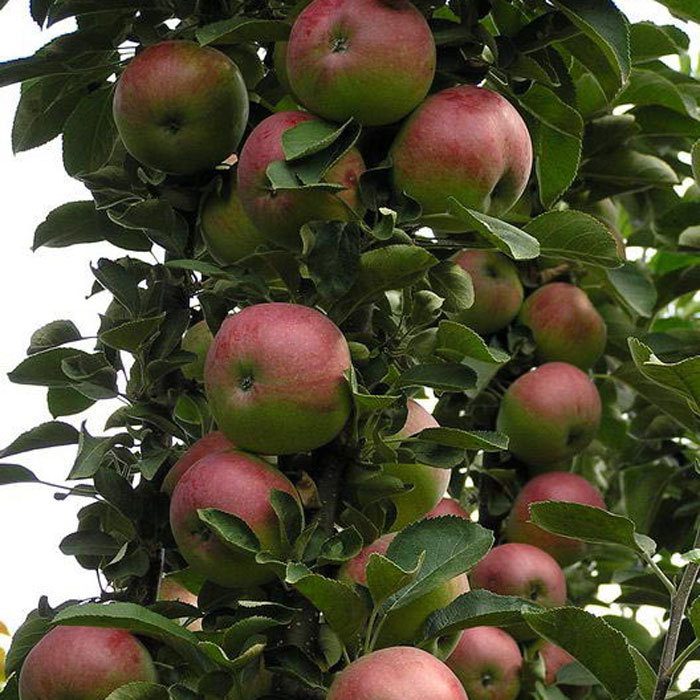 apple tree columnar planting and care in the open field