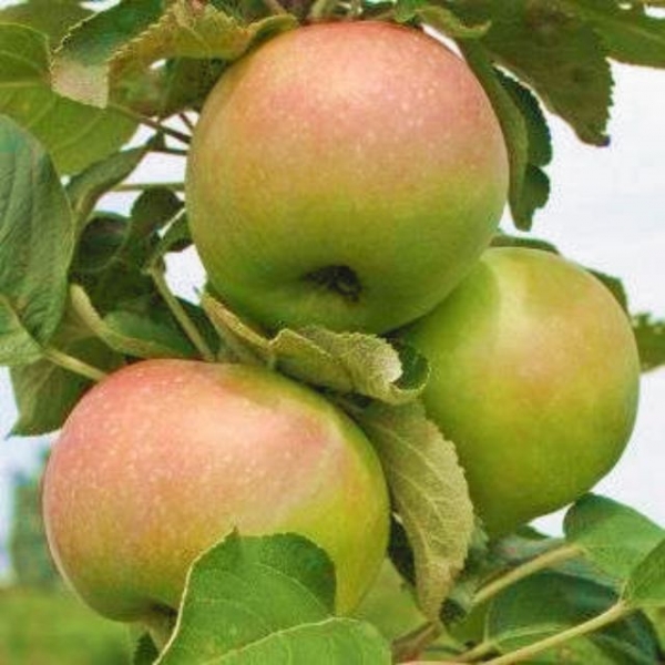 apple tree columnar planting and care in the open field