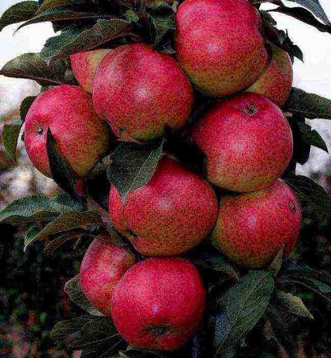 apple tree columnar planting and care in the open field