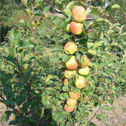 apple tree columnar planting and care in the open field