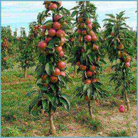 apple tree columnar planting and care in the open field