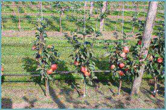 apple tree columnar planting and care in the open field