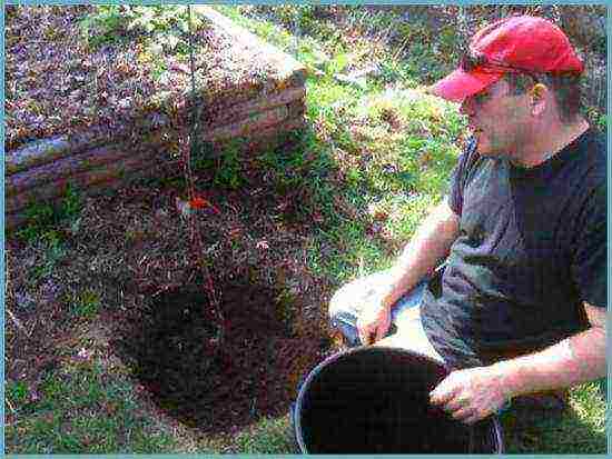 apple tree columnar planting and care in the open field