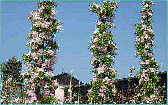 apple tree columnar planting and care in the open field