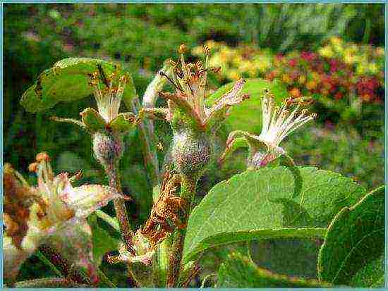 apple tree columnar planting and care in the open field