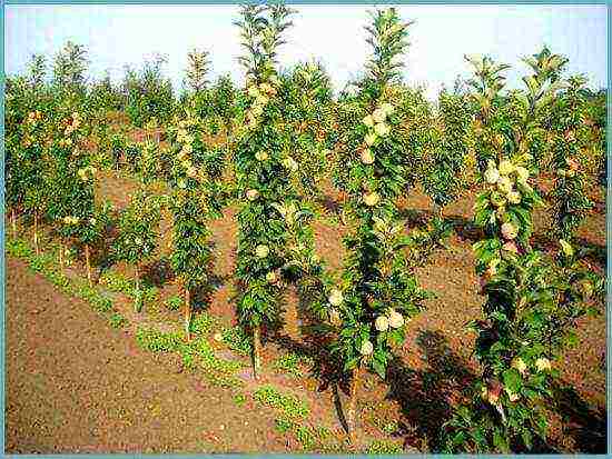 apple tree columnar planting and care in the open field