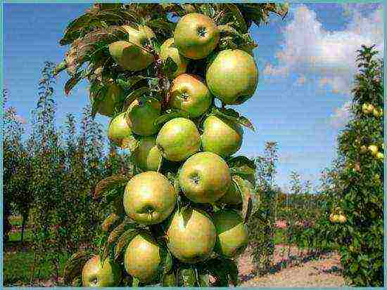 apple tree columnar planting and care in the open field