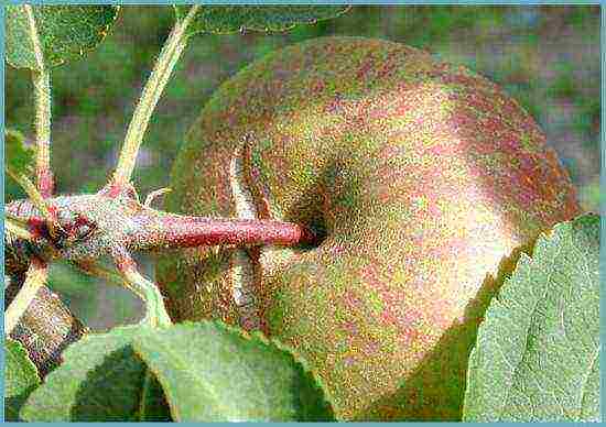 apple tree columnar planting and care in the open field