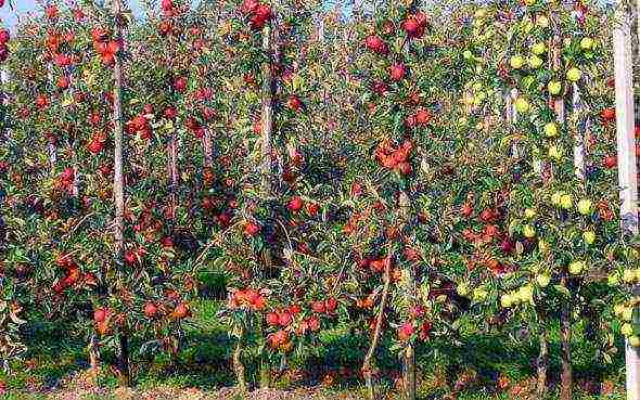 apple tree columnar planting and care in the open field