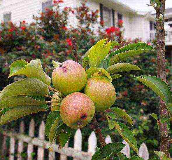 apple tree columnar planting and care in the open field