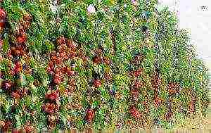 apple tree columnar planting and care in the open field