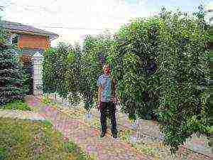 apple tree columnar planting and care in the open field