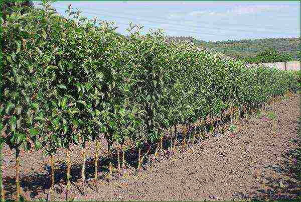 apple tree columnar planting and care in the open field