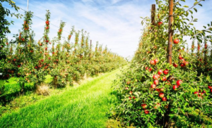 apple tree columnar planting and care in the open field