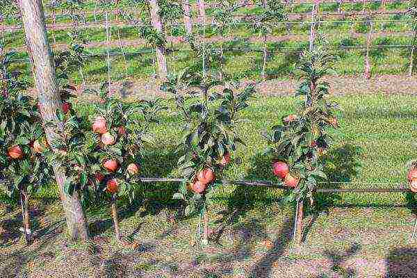 apple tree columnar planting and care in the open field