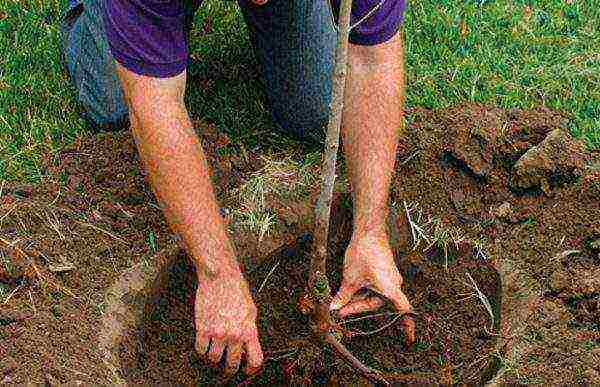 apple tree columnar planting and care in the open field