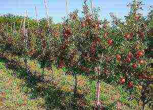 apple tree columnar planting and care in the open field