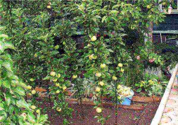 apple tree columnar planting and care in the open field