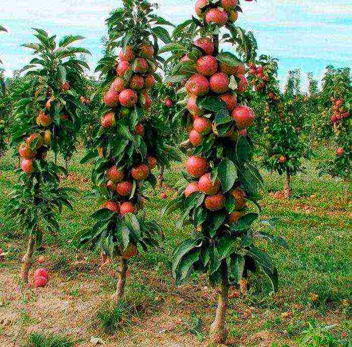 apple tree columnar planting and care in the open field