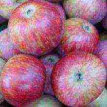 summer apple tree best varieties