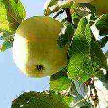 summer apple tree best varieties