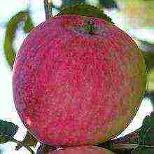 summer apple tree best varieties