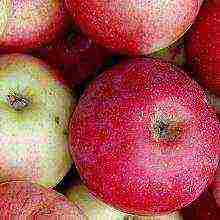 summer apple tree best varieties