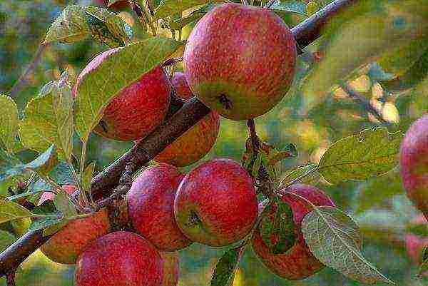 summer apple tree best varieties