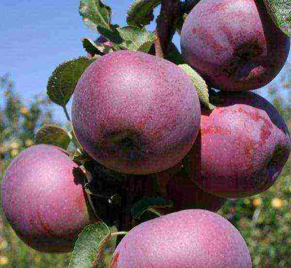 summer apple tree best varieties