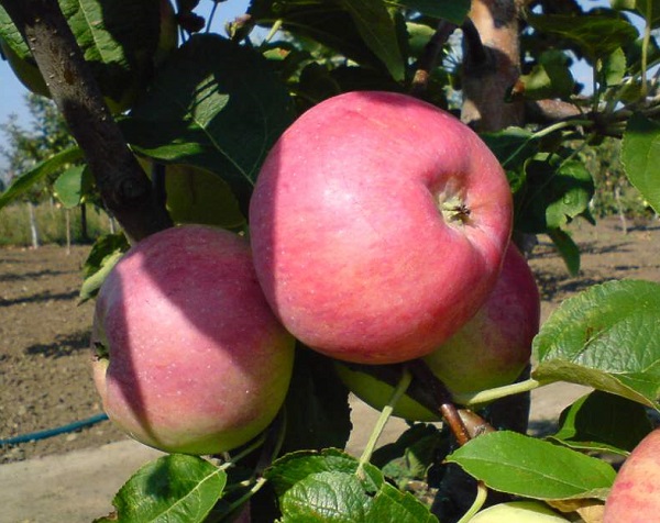 summer apple tree best varieties