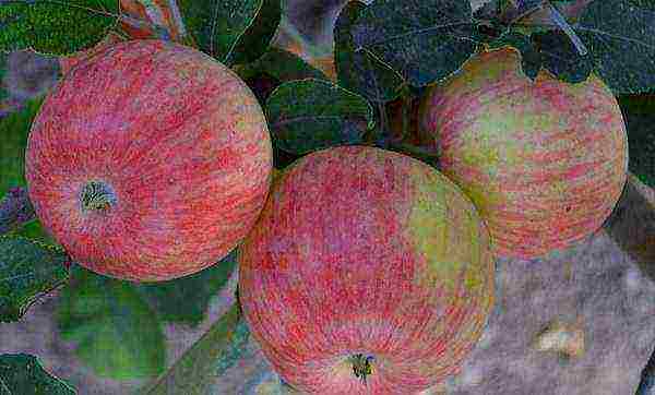 summer apple tree best varieties