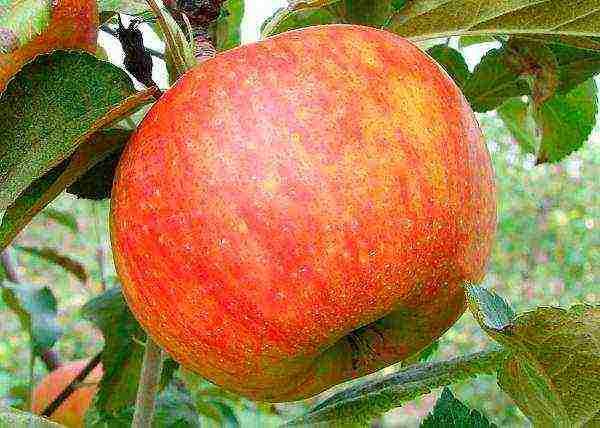 summer apple tree best varieties