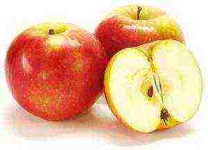 summer apple tree best varieties