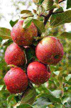 summer apple tree best varieties