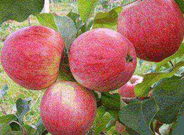 apple tree the best autumn varieties