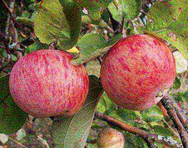 apple tree the best autumn varieties