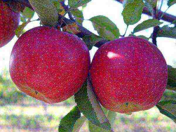 apple tree the best autumn varieties