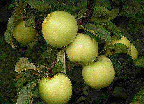 apple tree the best autumn varieties