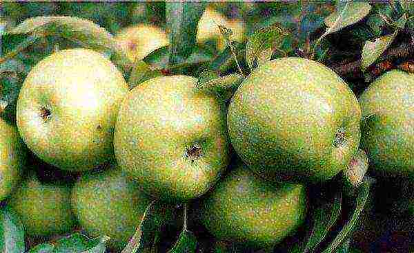 apple tree the best autumn varieties