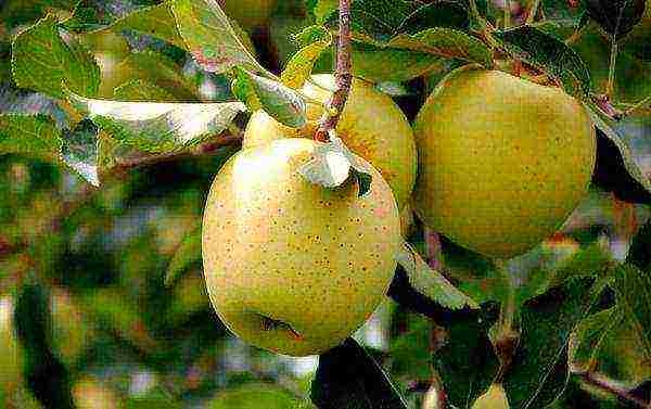 apple tree the best autumn varieties