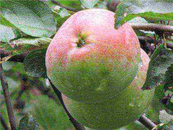 apple tree the best autumn varieties