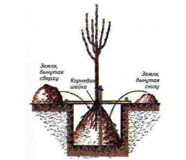 apple tree the best autumn varieties