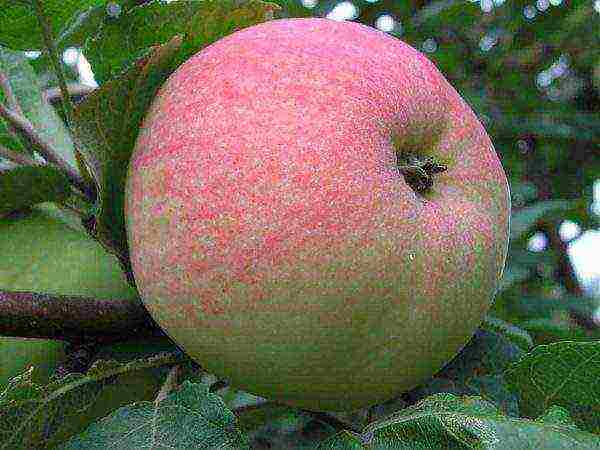 apple tree the best autumn varieties