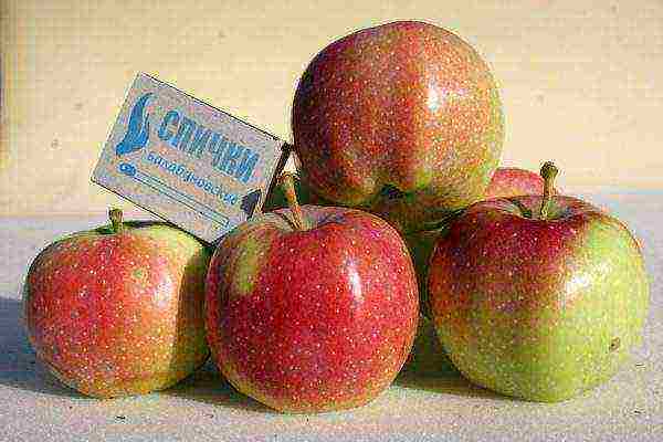 apple tree the best autumn varieties