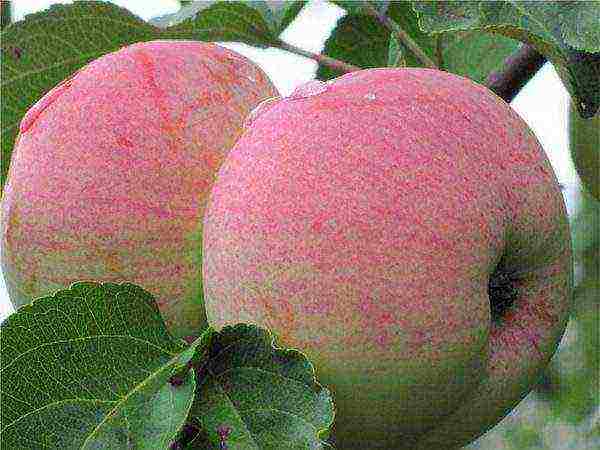 apple tree the best autumn varieties