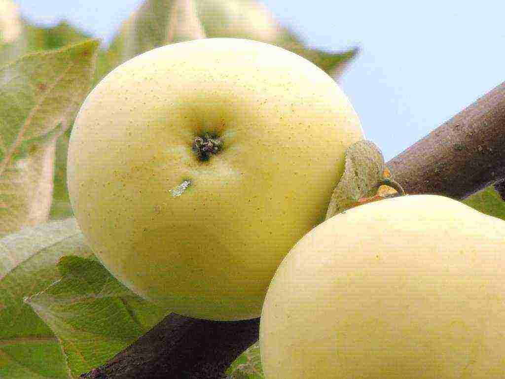 apple tree the best autumn varieties